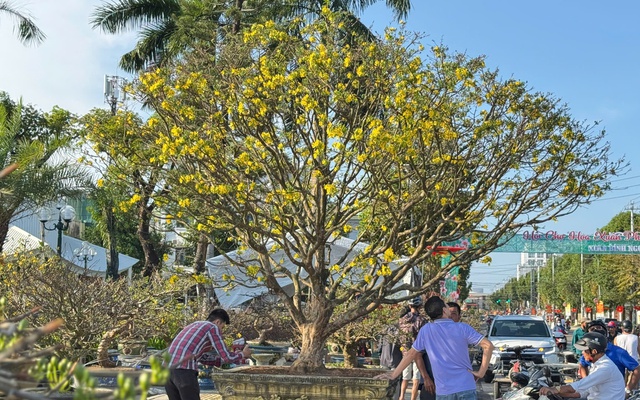 Chiêm ngưỡng mai vàng 'ngũ phúc' tiền tỷ ở chợ hoa Xuân Quảng Ngãi