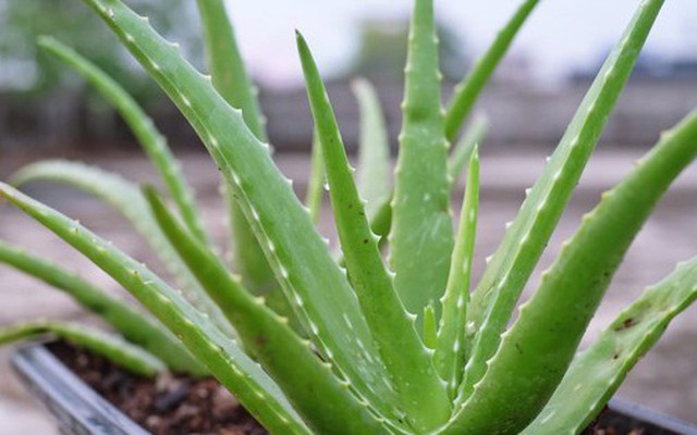 5 loại cây mọng nước đẹp mắt, "hút" vượng khí, nên trồng trong nhà năm Bính Ngọ