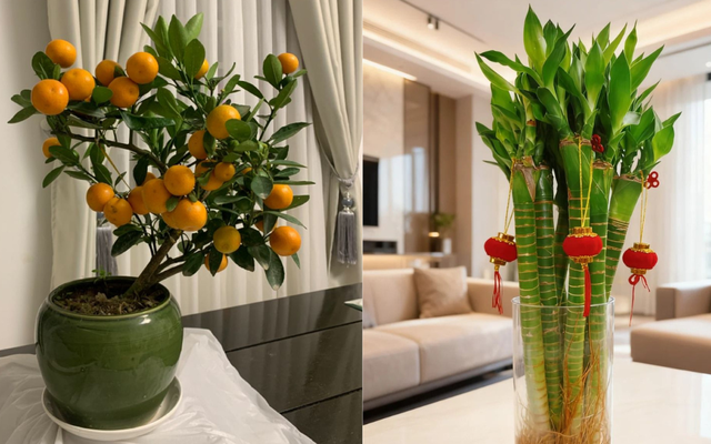5 loại cây hút sạch độc tố, mời gọi tài lộc: Chưng trong nhà cực tốt