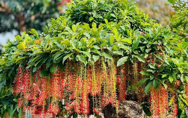 3 loại cây nên trồng trước cửa nhà vào năm mới: Vừa “hút” tài lộc, vừa đẹp sang, may mắn