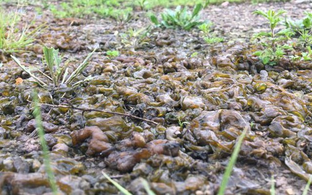 Một cơn mưa thịt sống từng rơi xuống ở Mỹ