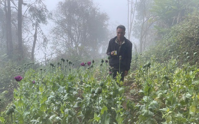 Trồng 346 cây thuốc phiện làm thuốc “chữa bệnh cho lợn, gà”