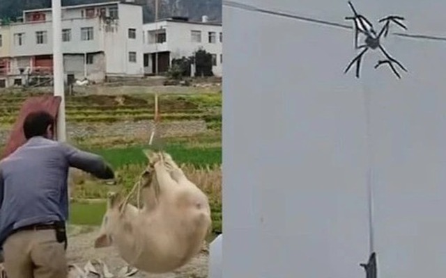 Con lợn biết bay khiến cả làng mất điện