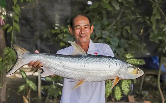 Quái ngư với cái tên đầy ám ảnh "cá bóng ma sông Mekong": Lộ diện sau gần 20 năm mất tích