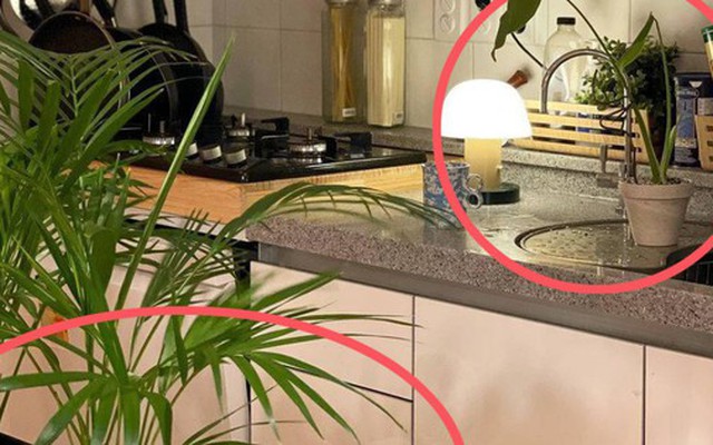 Nhiều người đặt cây này cạnh bếp cho đẹp mà không biết đang vô tình làm thất thoát tiền bạc mỗi tháng