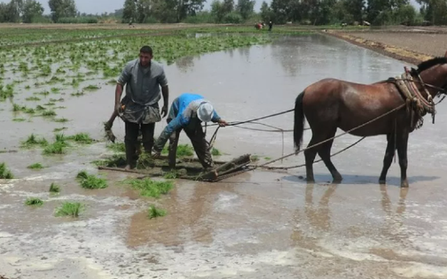 Philippines, Indonesia dừng nhập khẩu, điểm danh loạt doanh nghiệp xuất khẩu gạo vẫn đón tin vui