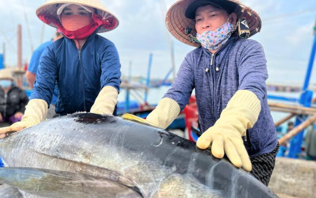 Trúng mùa "kho báu sống" ở đại dương, người dân Đắk Lắk bội thu trước Tết