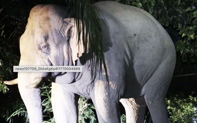 Du khách tử vong sau khi bị voi đực tấn công trong khu cắm trại ở Vườn quốc gia, nhiều người không dám rời khỏi lều vì sợ hãi