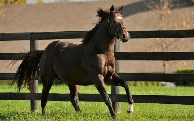 Choáng váng giá của 10 con ngựa đắt nhất thế giới