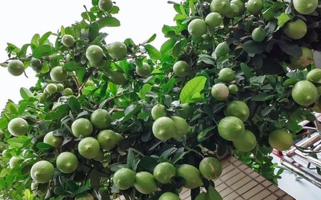 4 loại cây nên trồng tại ban công trong năm Bính Ngọ tăng vượng khí, giúp trường thọ