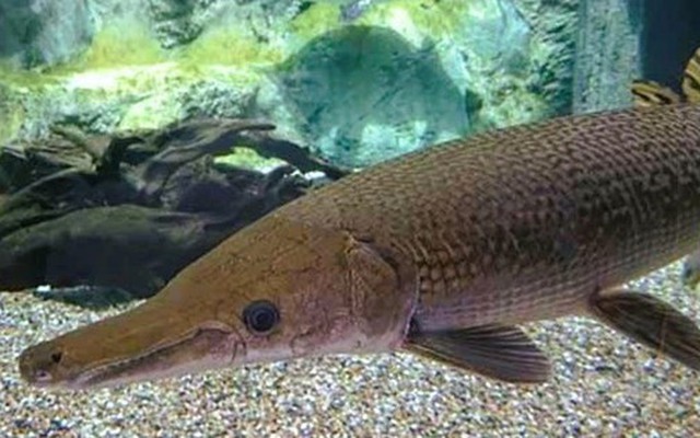 13 người ngộ độc do ăn trứng cá rồng là không chính xác