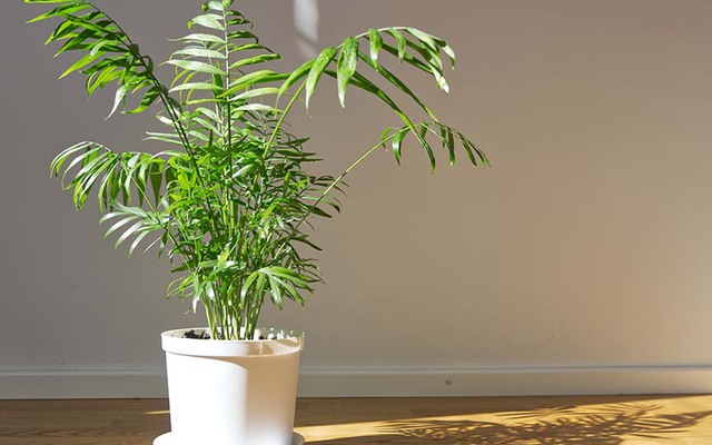 5 loại cây trồng trong nhà dễ chăm và đa năng nhất