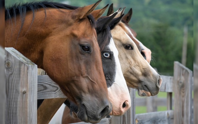 Bí ẩn giật mình phía sau kiếp làm thuê của loài ngựa: Chúng biết đọc tâm trí con người!