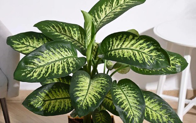 Đừng trồng 3 loại cây này trong nhà