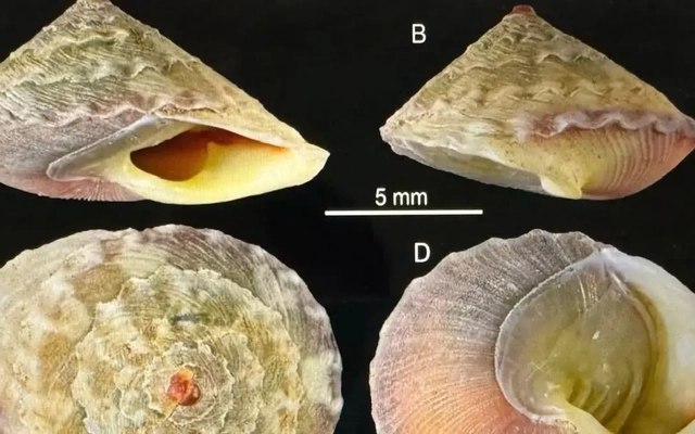 Phát hiện thêm loài mới và nhiều chim quý hiếm ở Quảng Trị
