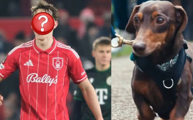 Cầu thủ bóng đá chi 35 triệu/tuần thuê người "dạy bảo" chú chó cưng hung hăng chỉ trực lao vào cắn người