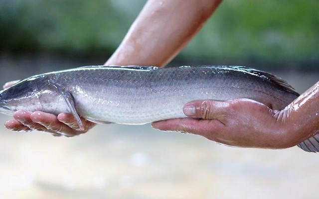Anh nông dân biến cát trắng thành 'mỏ vàng' thu lãi 3 tỷ mỗi năm từ loài cá hiền lành ham ăn