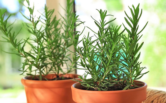 3 cây trồng trong nhà đuổi muỗi hiệu quả