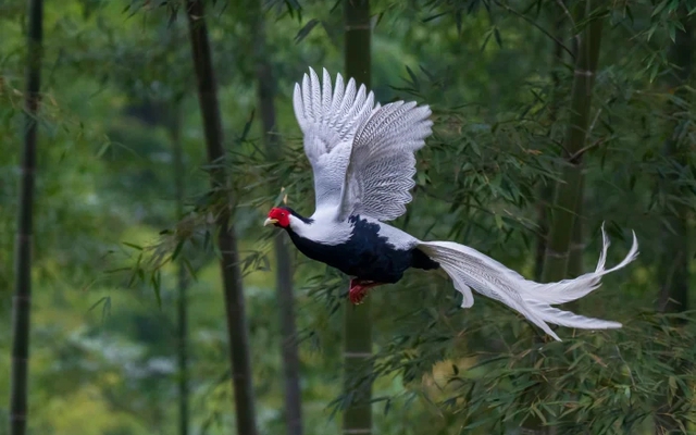 "Phượng hoàng trắng" lộ diện giữa đại ngàn lớn nhất Nghệ An