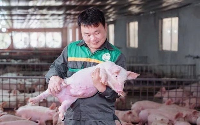 Giám đốc ở Tuyên Quang cho một thứ đặc biệt vào thức ăn nuôi heo, giúp HTX lọt top 10 doanh thu chăn nuôi cả nước