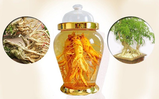 1 lưu ý quan trọng bất cứ ai uống rượu đinh lăng đều phải biết