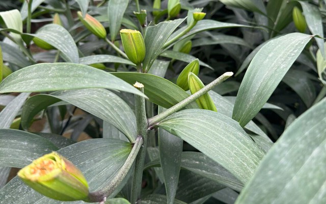 Truy tìm kẻ chặt phá hơn 1.200 gốc hoa ly, hoa hồng bán Tết của nông dân Hà Nội