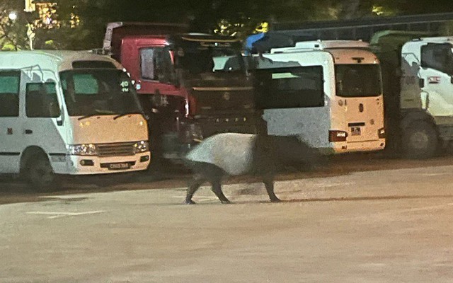 Bắt gặp "quái thú" lững thững giữa bãi xe lúc nửa đêm, chuyên gia nói: Loài duy nhất sống tại châu Á