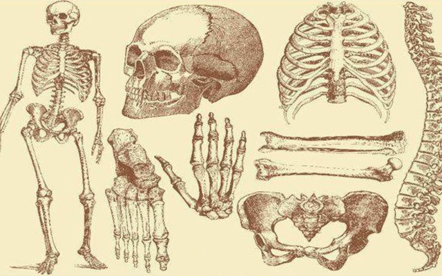 Con người sở hữu 206 khúc xương, nhưng người Trung Quốc lại chỉ có 204 khúc? Hai khúc xương bị thiếu đã đi đâu?