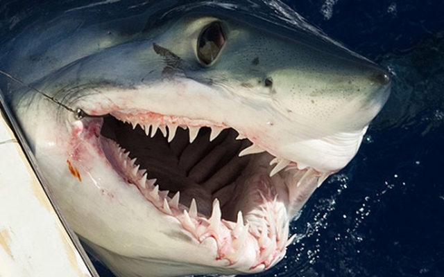 Khoa học lần đầu giải thích lý do một con cá mập trắng cần thay hàng chục nghìn chiếc răng suốt đời