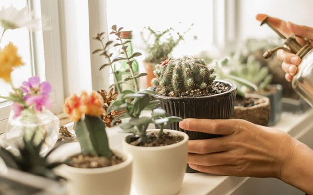 3 loại cây không nên đặt ở phòng ngủ "trong năm mang năng lượng Hỏa mạnh" Bính Ngọ