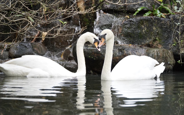 Cặp thiên nga trắng Dương - Hảo ở Thảo Cầm Viên tái hợp sau biến cố bị "bắt cóc", khoảnh khắc khiến du khách hò reo không ngớt