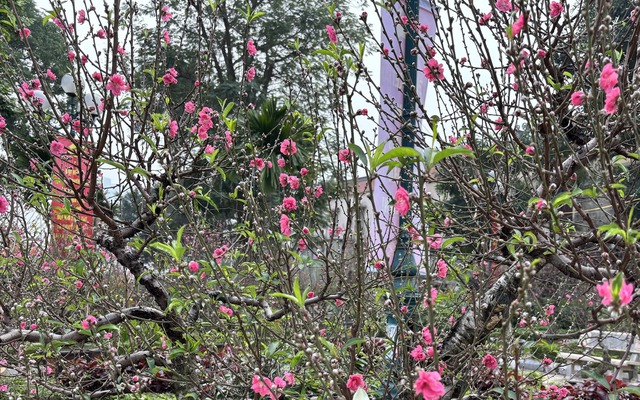 'Cụ' đào trăm năm tuổi, giá thuê 120 triệu đồng giữa phố Hà Nội