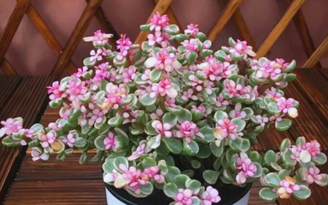 3 loại hoa trưng trong nhà năm Bính Ngọ kích vận "mã đáo thành công"