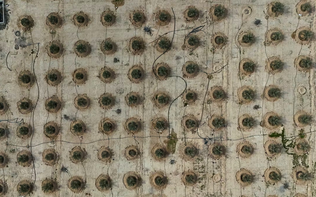 Iraq đang huấn luyện "vàng sa mạc" thành loại siêu chịu đựng