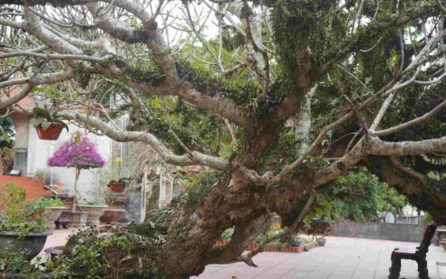 4 loại cây là nam châm hút lộc, trồng vào đầu năm vừa đẹp sang, vừa thêm may mắn