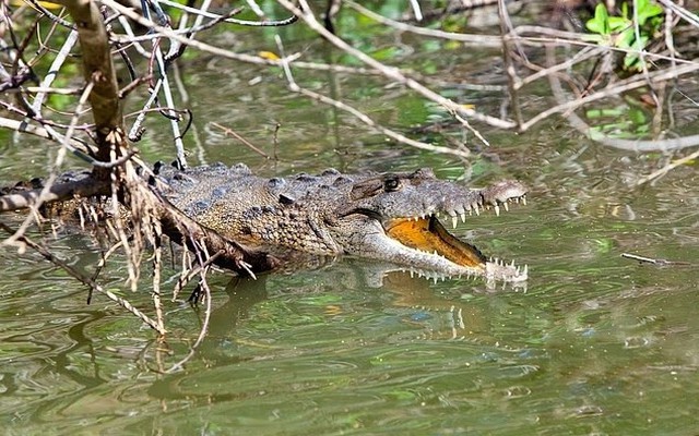 Chạy trốn đàn voi, người đàn ông bị cá sấu cắn tử vong bên sông