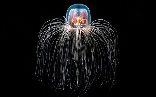 Loài vật bất tử duy nhất trên thế giới