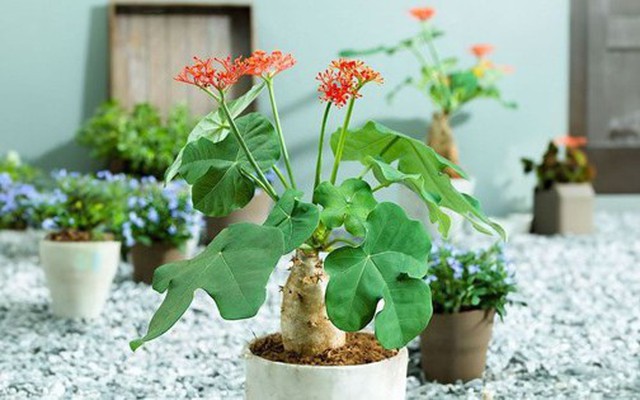 4 loại cây tránh đặt trong nhà vào năm Bính Ngọ