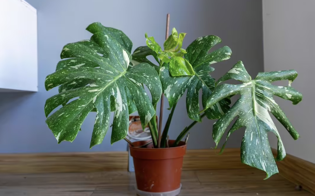 Người bán cây chỉ đích danh 3 cây trồng trong nhà cực “dễ sống”, đặt đúng chỗ là xanh tốt quanh năm