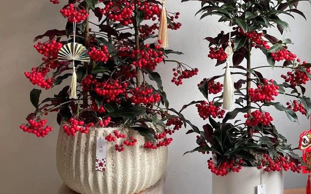 Tết Bính Ngọ bày 5 cây này trong nhà, tài lộc gõ cửa, cầu đâu trúng đó