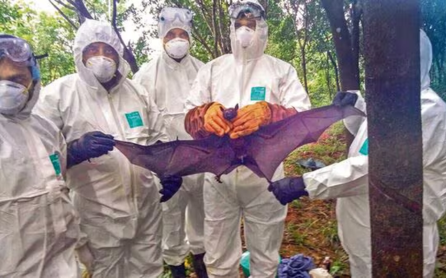WHO xác nhận một trường hợp tử vong do virus Nipah