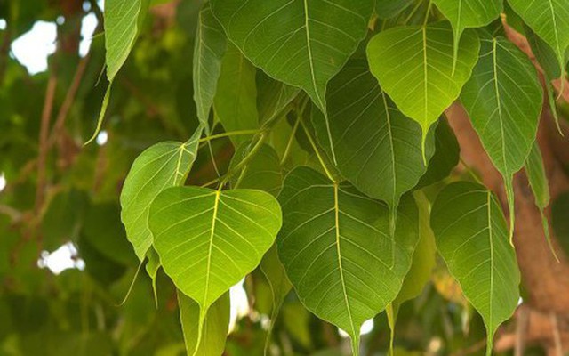 3 loại cây trồng trong sân nhà sẽ cản tài lộc