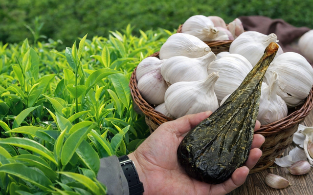 Độc quyền sáng chế: Các nhà khoa học Việt Nam tạo dấu ấn đột phá từ dược liệu, hỗ trợ 'mặt hàng tỷ USD'