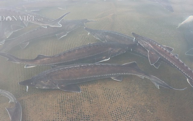 Lão nông Đắk Nông thu 1,8 tỷ đồng từ nuôi loài 'thủy quái' râu dài, không xương, không vảy