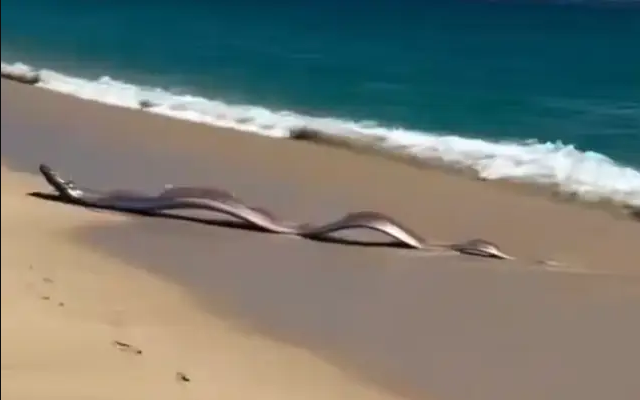 Sinh vật biển sâu dài 9m sống ở độ sâu 1.000m bất ngờ xuất hiện trên bãi biển, nhiều người lo lắng