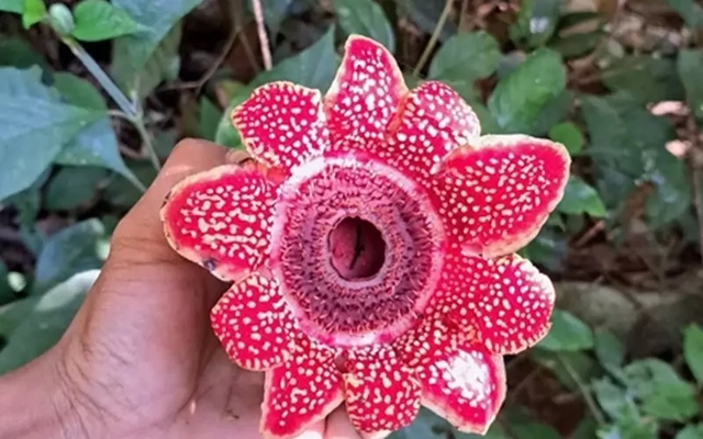 Phát hiện loài thực vật ký sinh quý hiếm Địa nhãn Himalaya trong rừng Phong Nha - Kẻ Bàng