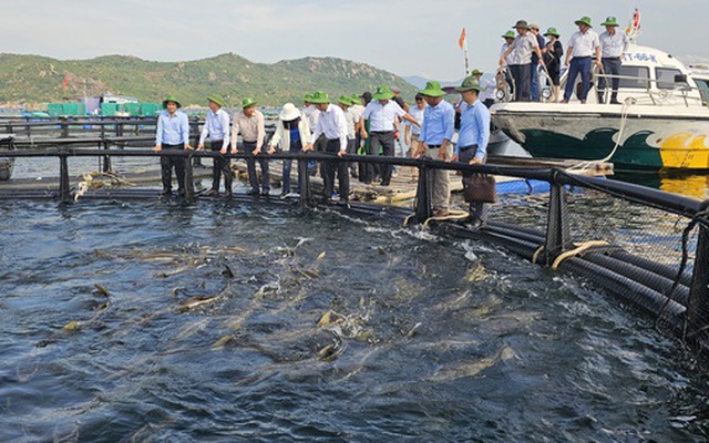 Nuôi biển công nghệ cao khởi sắc