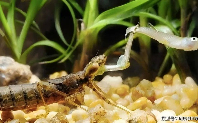 Ấu trùng chuồn chuồn ăn 3.000 con muỗi mỗi năm nhưng lại trở thành món ăn khoái khẩu của con người