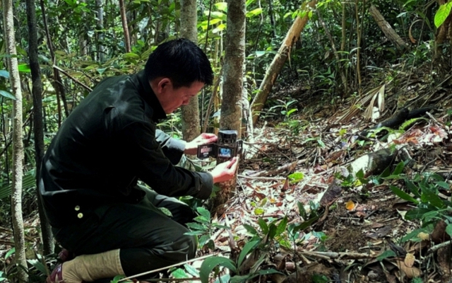 Chim quý sà xuống ngay trước mặt, đuổi cũng không đi, chuyên gia Việt Nam khẳng định: "Đây là tin cực vui"