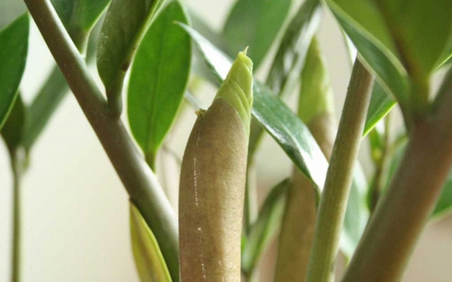 "Cây tiền" đến từ châu Phi nhưng lại là cây phong thủy quốc dân của cả châu Á: Mời gọi quý nhân, kích tài lộc rất tốt